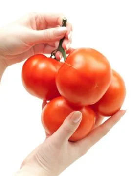 Tomatoes In Hands Stock Photos