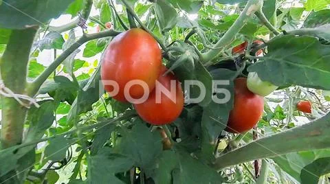 Tomatoes hang and ripen on a branch in a greenhouse Stock Photos