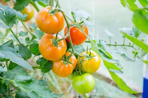 Tomatoes hanging on a branch Stock Photos