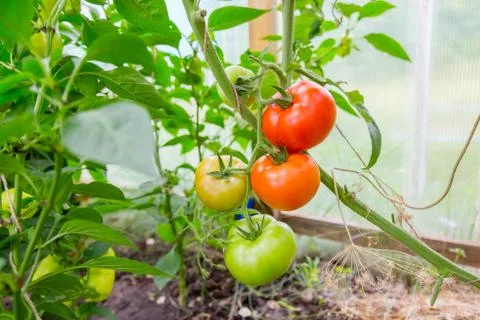 Tomatoes hanging on a branch Stock Photos