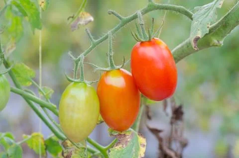 Tomatoes hanging on tree Stock Photos