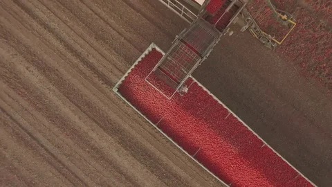 Tomatoes Harvest Drone 4K Pro Res Stock Footage 80193078