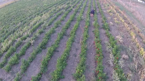 Tomatoes harvest Stock Footage 129395105