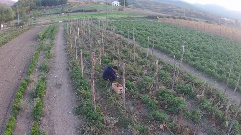 Tomatoes Harvest Stock Footage 129818699