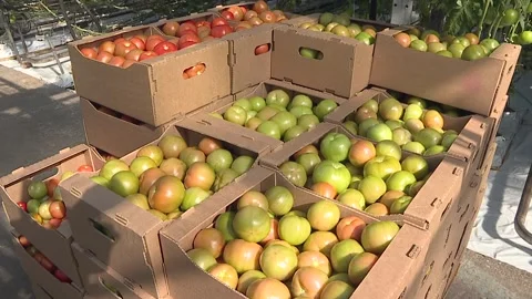 Tomatoes harvest. Tomatoes in the craft box. Video stock 116011349
