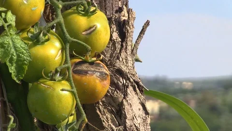 Tomatoes on hills of Chianti Stock Footage 92499154