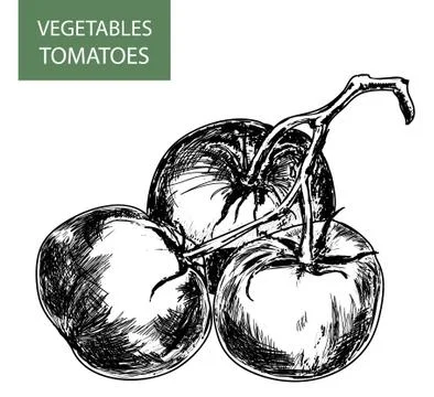 Tomatoes Stock Illustration