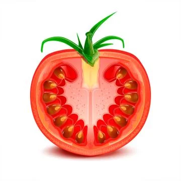 Tomatoes Stock Illustration