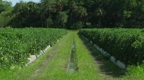 Tomatoes Irrigation Stock Footage 455927