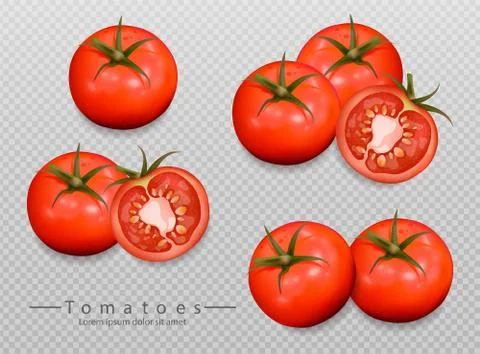 Tomatoes isolated Vector realistic. Detailed 3d illustration template for lab Stock Illustration