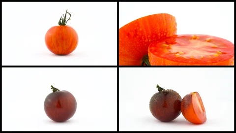 Tomatoes isolated on white background. Selection grade. Varieties of tomatoes. Stock Footage 129773975