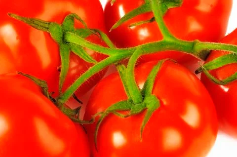 Tomatoes large, on a branch Stock Photos