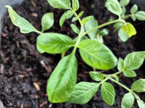 Tomatoes leaf Stock Photos