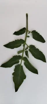 Tomatoes leaves single Stock Photos