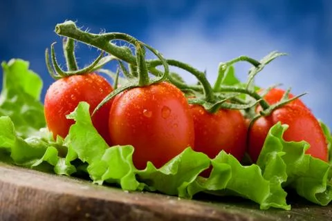 Tomatoes on lettuce Stock Photos