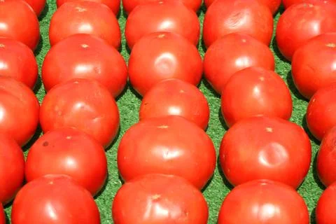 Tomatoes lined up for sale Stock Photos