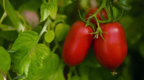 Tomatoes In The Morning Stock Footage 67490719