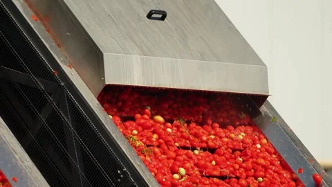 Tomatoes moving along processing line at food factory Vídeos de archivo 347964760