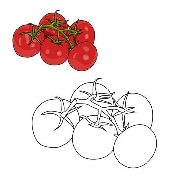 Tomatoes nutrients and vitamin C and antioxidants fruits with branch coloring pa Stock Illustration