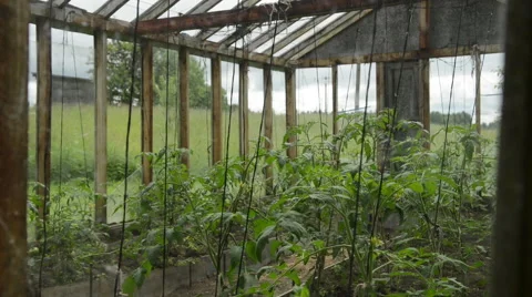 Tomatoes in old greenhouse Stock Footage 60664920