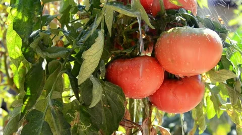 Tomatoes organic pink in the garden watering  Stock Footage 59461601