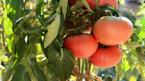 Tomatoes organic pink in the garden watering  Stock Footage 59461791