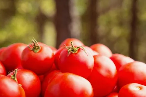 Tomatoes outdoors Stock Photos