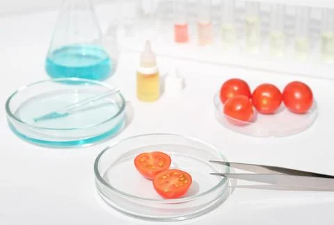 Tomatoes in a petri dish on a laboratory table. chemical substance and test.. Stock Photos