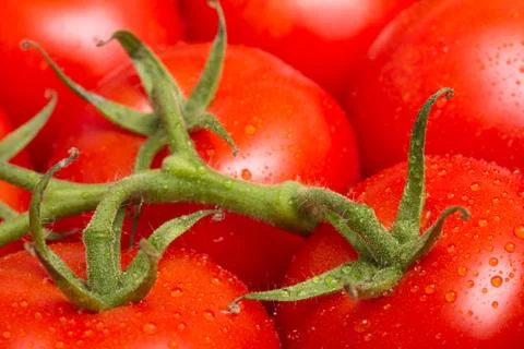 Tomatoes Stock Photos