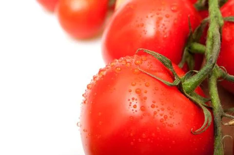 Tomatoes Stock Photos