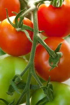 Tomatoes Stock Photos