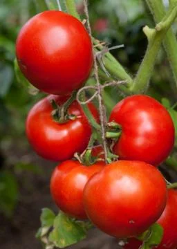 Tomatoes Stock Photos