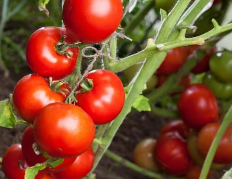 Tomatoes Stock Photos