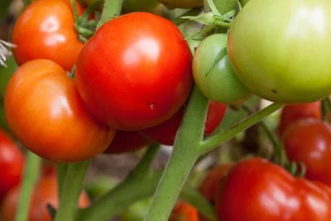 Tomatoes Stock Photos