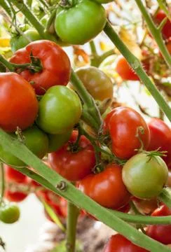 Tomatoes Stock Photos