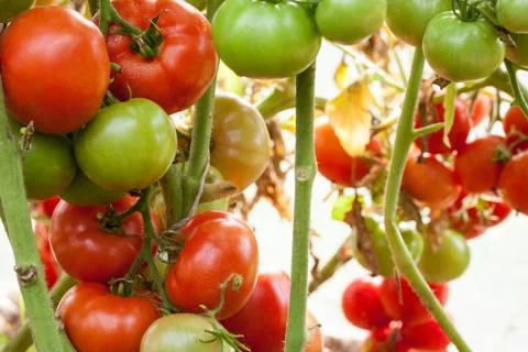 Tomatoes Stock Photos