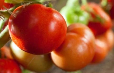 Tomatoes Stock Photos