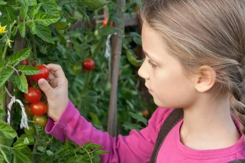 Tomatoes Stock Photos