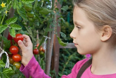 Tomatoes Stock Photos