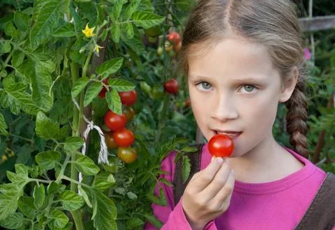Tomatoes Stock Photos