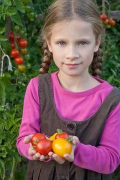 Tomatoes Stock Photos