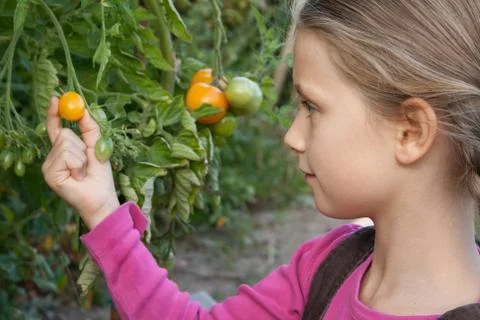 Tomatoes Stock Photos