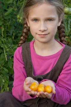 Tomatoes Stock Photos