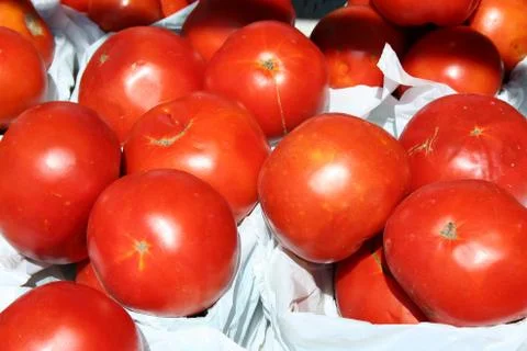 Tomatoes Stock Photos