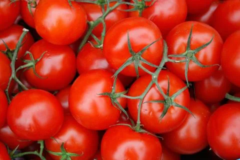 Tomatoes Stock Photos