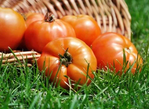 Tomatoes Stock Photos