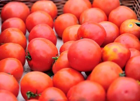Tomatoes Stock Photos