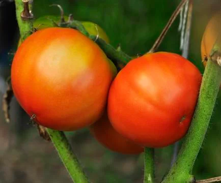 Tomatoes Stock Photos