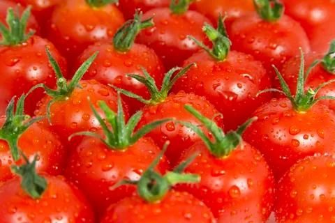 Tomatoes Stock Photos