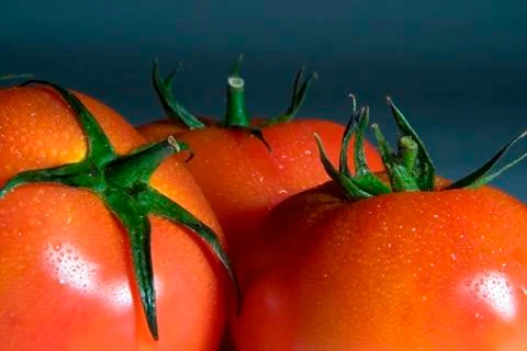 Tomatoes Stock Photos